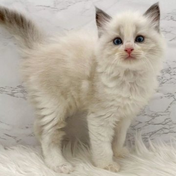 ラグドール【愛知県・男の子・2025年11月1日・ブルーポイントバイカラー（ロングヘア）】の写真「12月28日~お迎え可能🍀管理番号436°」