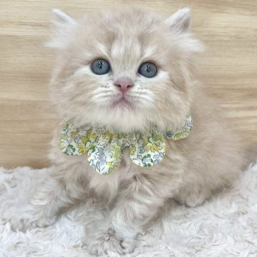 ミヌエット(長足)【愛知県・男の子・2025年5月12日・クリームタビー（ロングヘア）】の写真「7月8日~お迎え可能🍀管理番号464」