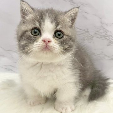 マンチカン(短足)【愛知県・女の子・2025年9月24日・ブルータビー&ホワイト（ショートヘア）】の写真「11月20日~お迎え可能🍀管理番号921」