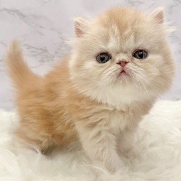 エキゾチックロングヘア【愛知県・女の子・2025年9月24日・レッドタビー（ロングヘア）】の写真「11月20日~お迎え可能🍀管理番号932」