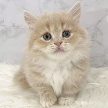 ミヌエット(短足)【愛知県・男の子・2025年10月6日・クリームタビー&ホワイト（ロングヘア）】の写真「12月2日~お迎え可能🍀管理番号109*」