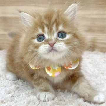 ミヌエット(長足)【愛知県・女の子・2025年3月29日・レッドタビー&ホワイト（ロングヘア）】の写真「5月25日~お迎え可能🍀管理番号323」