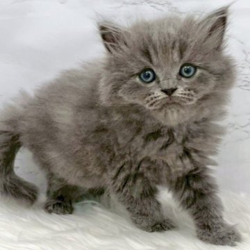 マンチカン(長足)【愛知県・男の子・2025年9月26日・ブルー（ロングヘア）】の写真「11月22日~お迎え可能🍀管理番号379°」