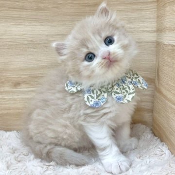 ミヌエット(長足)【愛知県・男の子・2025年8月15日・クリームタビー&ホワイト（ロングヘア）】の写真「10月11日~お迎え可能🍀管理番号818」