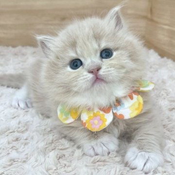 ミヌエット(長足)【愛知県・女の子・2025年3月16日・クリームタビー&ホワイト（ロングヘア）】の写真「5月12日~お迎え可能🍀管理番号268」