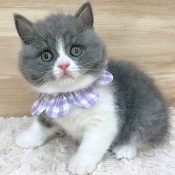 マンチカン(長足)【愛知県・女の子・2025年6月8日・ブルー&ホワイト（ショートヘア）】の写真「8月4日~お迎え可能🍀管理番号586」