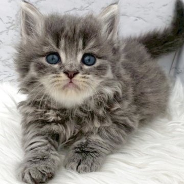 ミヌエット(短足)【愛知県・男の子・2025年11月1日・ブルータビー（ロングヘア）】の写真「12月28日~お迎え可能🍀管理番号430°」