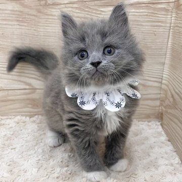 サイベリアン【愛知県・男の子・2024年12月25日・ブルータビー&ホワイト（ロングヘア）】の写真「2月20日~お迎え可能🍀管理番号11801」