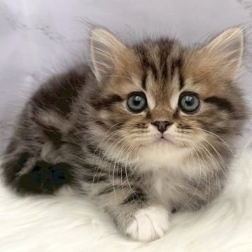 マンチカン(短足)【愛知県・男の子・2025年10月8日・ブラウンタビー&ホワイト（ロングヘア）】の写真「12月4日~お迎え可能🍀管理番号989」