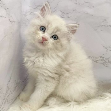 サイベリアン【愛知県・男の子・2025年10月15日・ブルーリンクスポイント&ホワイト(ネヴァマスカ)（ロングヘア）】の写真「12月11日~お迎え可能🍀管理番号1001」