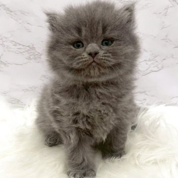 ミヌエット(長足)【愛知県・男の子・2025年11月5日・ブルー（ロングヘア）】の写真「1月1日~お迎え可能🍀管理番号1080」