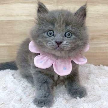 サイベリアン【愛知県・女の子・2025年5月31日・ブルー（ロングヘア）】の写真「7月27日~お迎え可能🍀管理番号557」