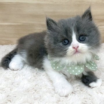 サイベリアン【愛知県・男の子・2025年5月12日・ブルータビー&ホワイト（ロングヘア）】の写真「7月8日~お迎え可能🍀管理番号460」