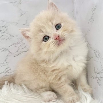 ミヌエット(長足)【愛知県・男の子・2025年10月3日・クリームタビー&ホワイト（ロングヘア）】の写真「11月29日~お迎え可能🍀管理番号380°」