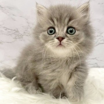 ミヌエット(短足)【愛知県・男の子・2025年10月3日・ブルータビー（ロングヘア）】の写真「11月29日~お迎え可能🍀管理番号971」