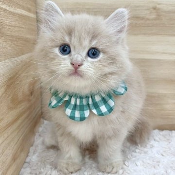 サイベリアン【愛知県・男の子・2025年5月26日・クリームタビー（ロングヘア）】の写真「7月22日~お迎え可能🍀管理番号534」