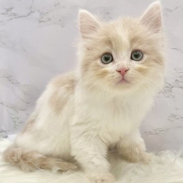 サイベリアン【愛知県・女の子・2025年9月19日・クリームタビー&ホワイト（ロングヘア）】の写真「11月15日~お迎え可能🍀管理番号901」