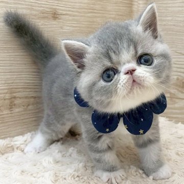 エキゾチックショートヘア【愛知県・男の子・2025年5月19日・ブルータビー&ホワイト（ショートヘア）】の写真「7月15日~お迎え可能🍀管理番号45*」