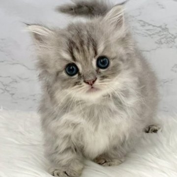 ミヌエット(短足)【愛知県・男の子・2025年9月18日・ブルータビー（ロングヘア）】の写真「11月14日~お迎え可能🍀管理番号363°」