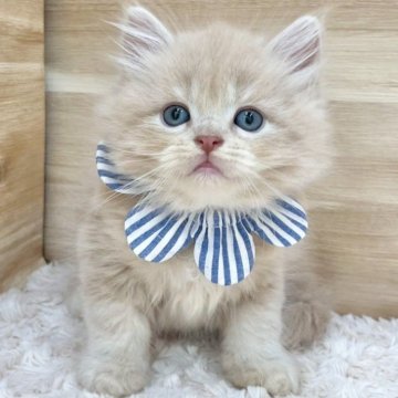 サイベリアン【愛知県・男の子・2025年5月26日・クリームタビー（ロングヘア）】の写真「7月22日~お迎え可能🍀管理番号536」