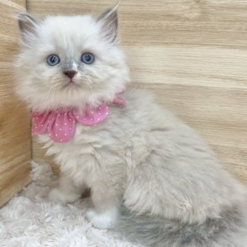 サイベリアン【愛知県・女の子・2025年6月13日・ブルーポイント&ホワイト(ネヴァマスカレード)（ロングヘア）】の写真「8月9日~お迎え可能🍀管理番号602」