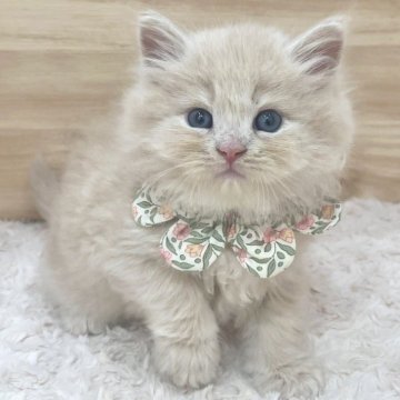 サイベリアン【愛知県・女の子・2025年5月8日・クリームタビー（ロングヘア）】の写真「7月4日~お迎え可能🍀管理番号435」