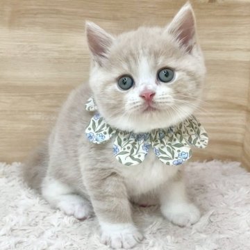マンチカン(長足)【愛知県・男の子・2025年8月20日・クリームタビー&ホワイト（ショートヘア）】の写真「10月16日~お迎え可能🍀管理番号826」