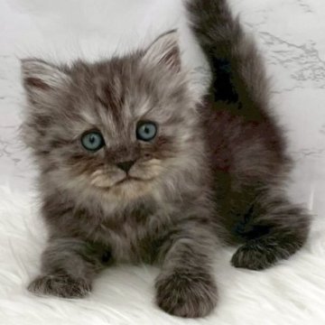 ミヌエット(長足)【愛知県・男の子・2025年10月19日・ブラックスモーク（ロングヘア）】の写真「12月15日~お迎え可能🍀管理番号411°」