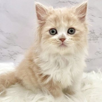 ミヌエット(長足)【愛知県・女の子・2025年9月21日・クリームタビー&ホワイト（ロングヘア）】の写真「11月17日~お迎え可能🍀管理番号913」