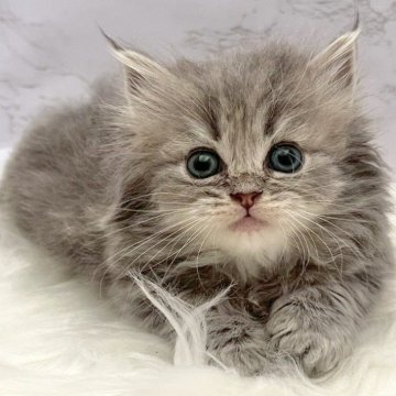 ミヌエット(短足)【愛知県・男の子・2025年9月18日・ブルータビー（ロングヘア）】の写真「11月14日~お迎え可能🍀管理番号891」