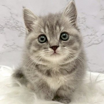 マンチカン(短足)【愛知県・女の子・2025年9月24日・ブルーパッチドタビー（ショートヘア）】の写真「11月20日~お迎え可能🍀管理番号923」