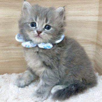 サイベリアン【愛知県・男の子・2025年7月26日・ブルータビー（ロングヘア）】の写真「9月21日~お迎え可能🍀管理番号755」