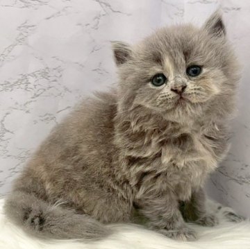 ミヌエット(長足)【愛知県・女の子・2025年10月3日・ブルーパッチドタビー（ロングヘア）】の写真「11月29日~お迎え可能🍀管理番号968」