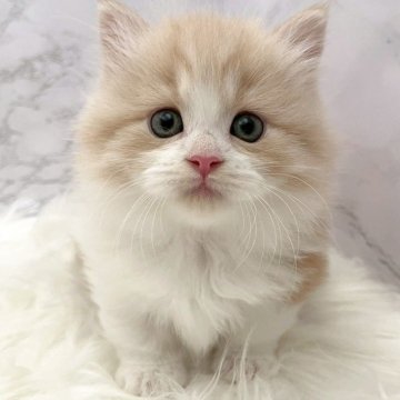 マンチカン(短足)【愛知県・男の子・2025年11月9日・レッドタビー&ホワイト（ロングヘア）】の写真「1月5日~お迎え可能🍀管理番号1098」