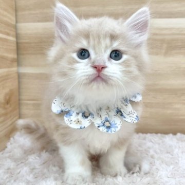 サイベリアン【愛知県・男の子・2025年5月26日・クリームタビー&ホワイト（ロングヘア）】の写真「7月22日~お迎え可能🍀管理番号539」