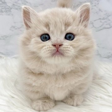 ミヌエット(短足)【愛知県・男の子・2025年10月13日・クリームタビー（ロングヘア）】の写真「12月9日~お迎え可能🍀管理番号391°」