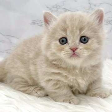 ミヌエット(短足)【愛知県・女の子・2025年10月13日・クリームタビー（ロングヘア）】の写真「12月9日~お迎え可能🍀管理番号392°」