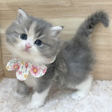 ミヌエット(長足)【愛知県・女の子・2025年3月8日・ブルーパッチドタビー&ホワイト（ロングヘア）】の写真「5月4日~お迎え可能🍀管理番号244」