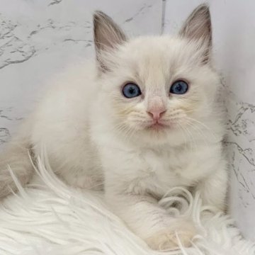 ラグドール【愛知県・女の子・2025年10月19日・ブルーポイントバイカラー（ロングヘア）】の写真「12月15日~お迎え可能🍀管理番号413°」