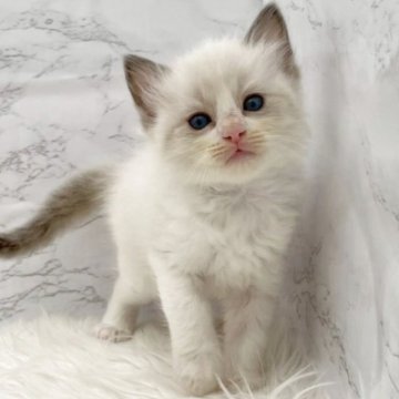 ラグドール【愛知県・男の子・2025年11月1日・ブルーポイントバイカラー（ロングヘア）】の写真「12月28日~お迎え可能🍀管理番号435°」