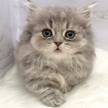 ミヌエット(短足)【愛知県・女の子・2025年9月18日・ブルータビー（ロングヘア）】の写真「11月14日~お迎え可能🍀管理番号894」