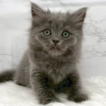 マンチカン(長足)【愛知県・男の子・2025年9月26日・ブルー（ロングヘア）】の写真「11月22日~お迎え可能🍀管理番号376°」