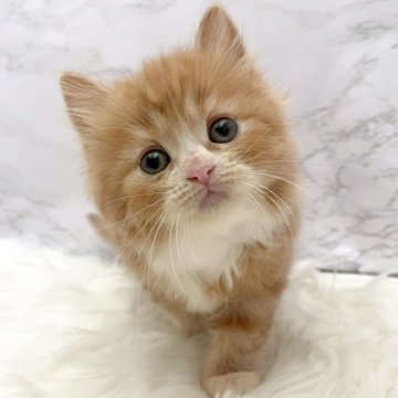 ミヌエット(長足)【愛知県・女の子・2025年10月27日・レッドタビー&ホワイト（ロングヘア）】の写真「12月23日~お迎え可能🍀管理番号1048」