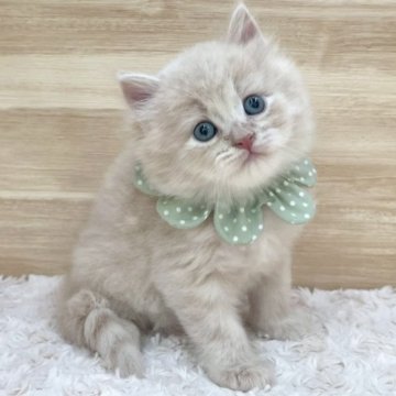 サイベリアン【愛知県・男の子・2025年3月22日・クリームタビー（ロングヘア）】の写真「5月18日~お迎え可能🍀管理番号290」