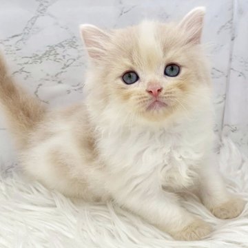 ミヌエット(長足)【愛知県・男の子・2025年10月3日・クリームタビー&ホワイト（ロングヘア）】の写真「11月29日~お迎え可能🍀管理番号381°」