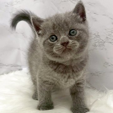 ブリティッシュショートヘア【愛知県・女の子・2025年11月4日・ブルー（ショートヘア）】の写真「12月31日~お迎え可能🍀管理番号1074」