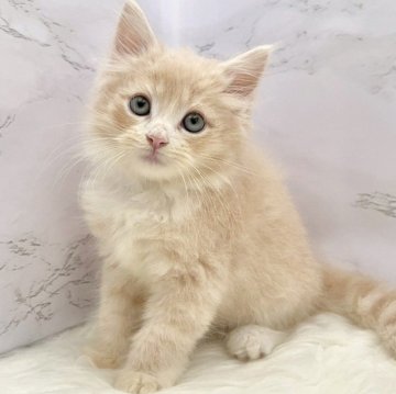 サイベリアン【愛知県・男の子・2025年9月19日・クリームタビー&ホワイト（ロングヘア）】の写真「11月15日~お迎え可能🍀管理番号900」