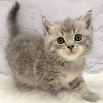 マンチカン(長足)【愛知県・男の子・2025年9月24日・ブルータビー（ショートヘア）】の写真「11月20日~お迎え可能🍀管理番号926」