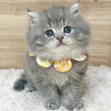 ミヌエット(長足)【愛知県・女の子・2025年5月20日・ブルータビー（ロングヘア）】の写真「7月16日~お迎え可能🍀管理番号507」