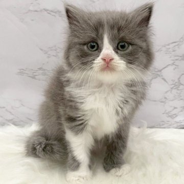 マンチカン(長足)【愛知県・男の子・2025年10月24日・ブルー&ホワイト（ロングヘア）】の写真「12月20日~お迎え可能🍀管理番号1029」